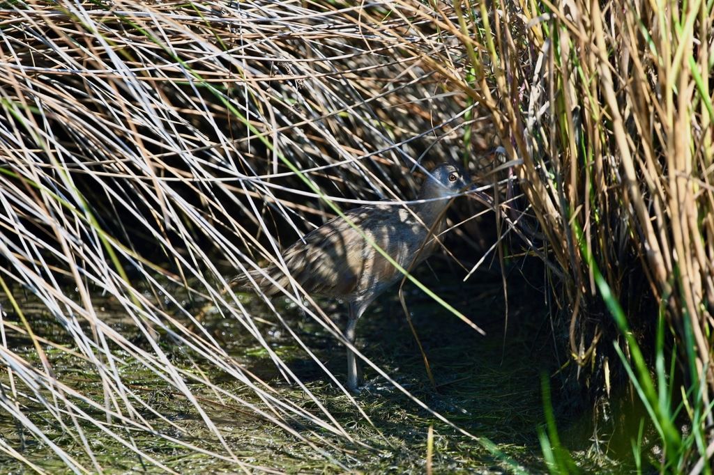 Rallus crepitans by Jody Shugart is licensed under CC BY 4.0.